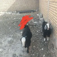 دو عدد بزغاله ماده چاق وپروار