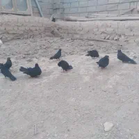 کفتر آبادانی|پرنده|شیرینسو, |دیوار