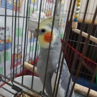 عروس هلندی نر