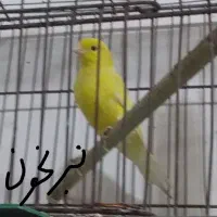 قناری.طوطی عروس.وبریزیلی.