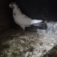 کبوتر