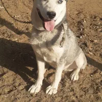 سگ هاسکی ماده|سگ|قم, لسانی|دیوار