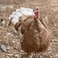 بوقلمون|حیوانات مزرعه|سرپل ذهاب, |دیوار