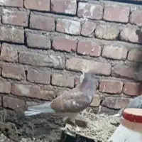 کبوتر|پرنده|مرند, |دیوار