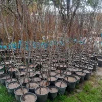 نهال های گلدانی وریشه پر در هر ارقام