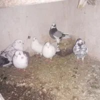 کبوتر همه تک پر فروشی