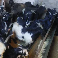 ۴۰عدد کهره|حیوانات مزرعه|حسن آباد, |دیوار