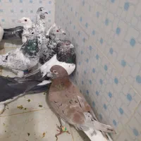 سروردم سفید سرخ دم سفید