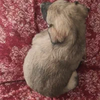 سگ کوچک واروم