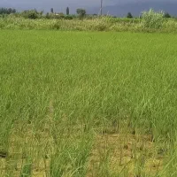 3500متر زمین کشاورزی/ دارای چاه آب /مدارک کامل