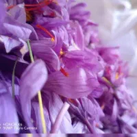 زعفران تربت ونیشابور امسال کاملاارگانیک ارسال دارم