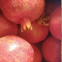 انار ساوه|عمده‌فروشی|ساوه, |دیوار