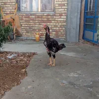 خروس لاری و دوتا مرغ