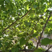 زمین ویلایی شهرک جمهوری جوپار