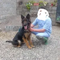 واگذاری سگ ژرمن