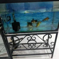 انواع آکواریوم دست دوم ونو وملزومات زیر قیمت بازار|ماهی|بوشهر, |دیوار