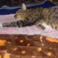 گربه|گربه|رشت, پاره بیجار|دیوار