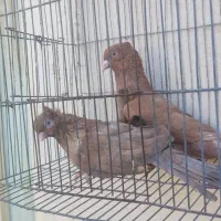 کبوتر چشم نوک سفید|پرنده|بندرعباس, |دیوار