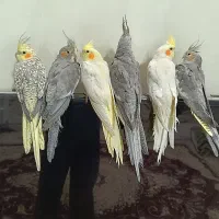 شیش عدد عروس هلندی مولد و جوجه|پرنده|ملایر, |دیوار