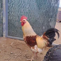 تخم نطفه دار و مرغ تخم گذار