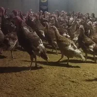 بوقلمون تخم گذار درجه ۱