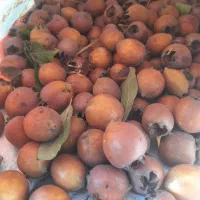 کندس جنگلی (ازگیل)
