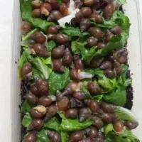 حلزون نژاد اچاتینا