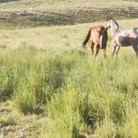 مادیان کرد با کره|اسب و تجهیزات اسبسواری|خمین, |دیوار