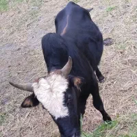 دوگاو نر فروش