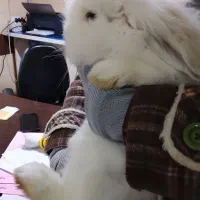 خرگوش لوپ|موش و خرگوش|فردیس, شهرک صنعتی سیمین دشت|دیوار