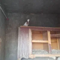 کبوتر طوقی|پرنده|کرخه, |دیوار