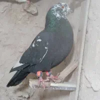 کبوتر پرشی کفتر بوم|پرنده|مشهد, گلبرگ|دیوار