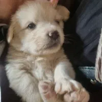 فروش 3 عدد توله سگ نژاد شیتزو|سگ|گلبهار, شهر جدید گلبهار|دیوار