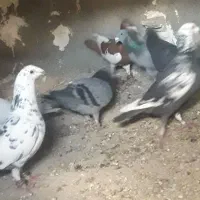 کفتربوم|پرنده|سیدآباد, |دیوار