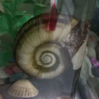 حلزون کلمبیا بزرگ