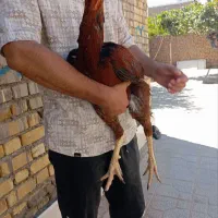 خروس لاری