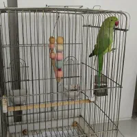 گم شده|حیوانات|ایلام, |دیوار