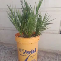 گل و گیاه طبیعی