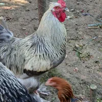 مرغ و خروس برهما رنگهای خاص و زیبا|حیوانات مزرعه|نوشهر, |دیوار