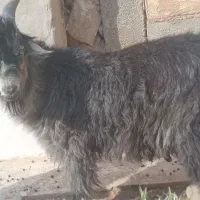 بیگ چاق