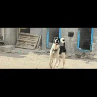 سگ سرابی گمشوده