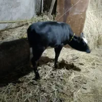 گوساله 8ماهه دورگ محلی