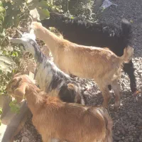 4راس بزغاله شیرمست نژاد عالی|حیوانات مزرعه|کرج, خرمدشت|دیوار