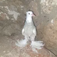 فروش چند عدد کبوتر طوقی