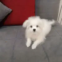 سگ مالتیز ۴ ماهه|سگ|تهران, توحید|دیوار