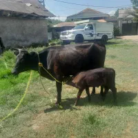 گاو وگوساله
