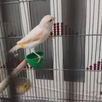 قناری ماده اماده اماده