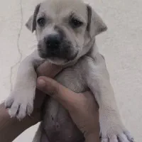 توله آمریکن پیتبول|سگ|ماهدشت, |دیوار