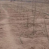 فروش زمین باغی با سند|فروش زمین و ملک کلنگی|اصفهان, قهجاورستان|دیوار