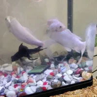 فروش دو عدد ماهی کوی سفید|ماهی|کرمان, |دیوار